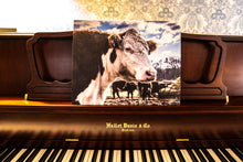 Load image into Gallery viewer, Hereford 12&quot;x16&quot; Canvas Print
