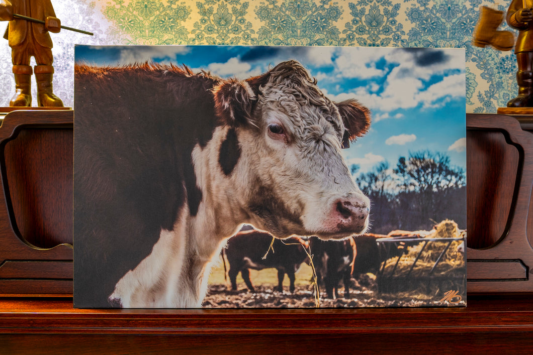 Hereford Eye Contact 12